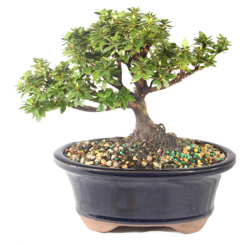 Satsuki Azalea 'Kazan' - ST5424AZK-C