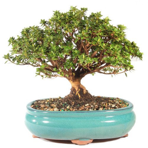 Satsuki Azalea 'Kazan' - ST5424AZK-R