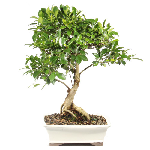 Ficus - ST5724GGF-C