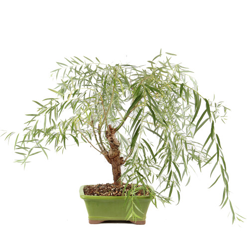 Japanese Weeping Willow - ST8525JWW-A