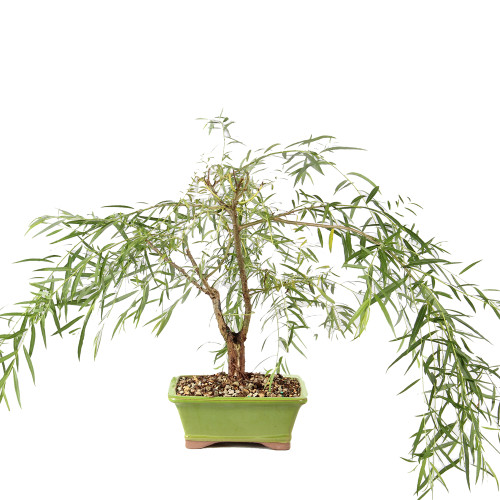 Japanese Weeping Willow - ST8525JWW-C