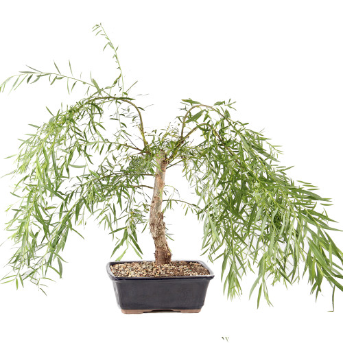 Japanese Weeping Willow - ST8525JWW-H