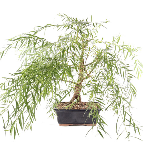 Japanese Weeping Willow - ST8525JWW-L