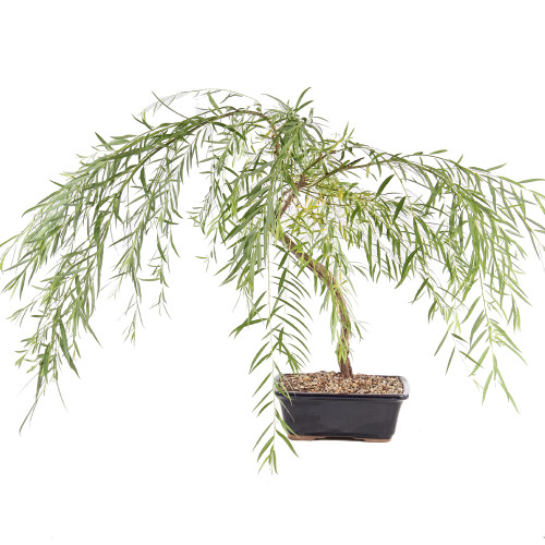 Japanese Weeping Willow - ST8525JWW-N