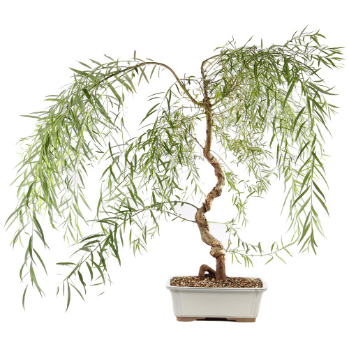 Japanese Weeping Willow - ST8525JWW-Q