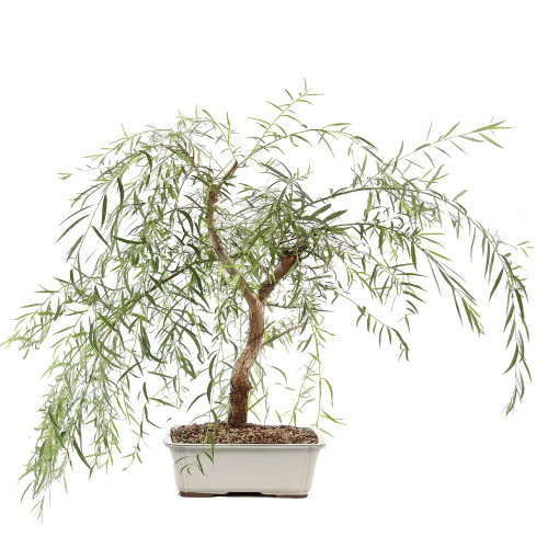 Japanese Weeping Willow - ST8525JWW-R