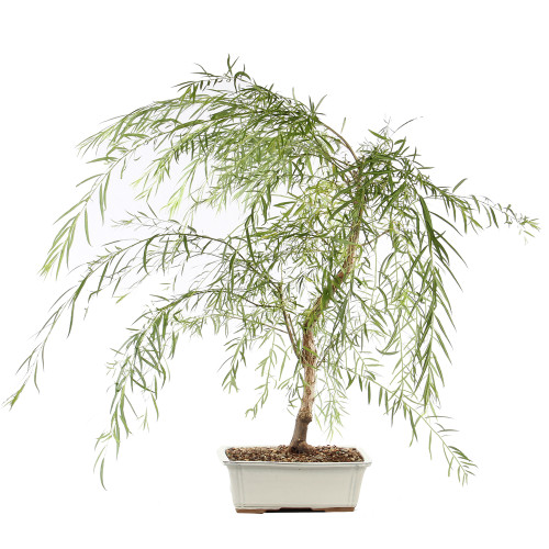 Japanese Weeping Willow - ST8525JWW-Y