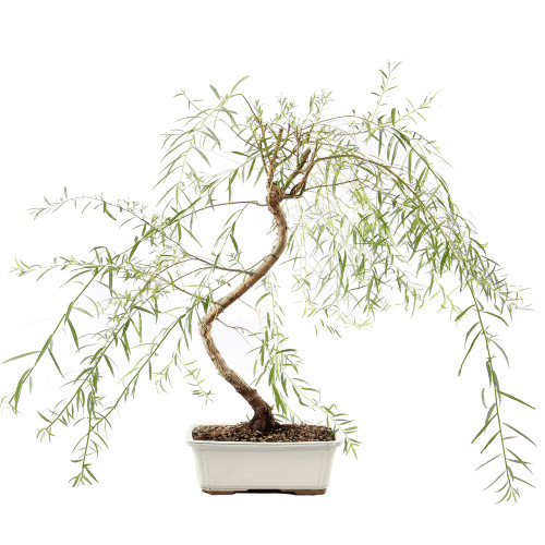 Japanese Weeping Willow - ST8525JWW-Z