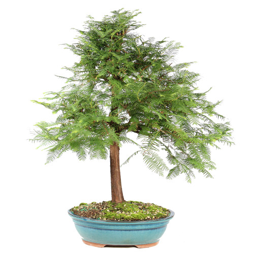 Dawn Redwood - ST8625DR-A