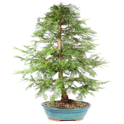 Dawn Redwood - ST8625DR-B