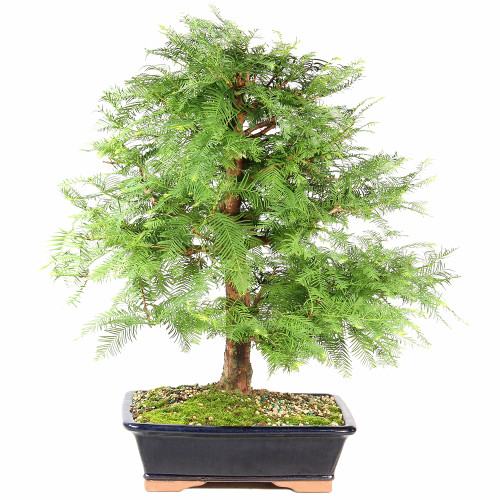 Dawn Redwood - ST8625DR-C