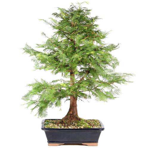 Dawn Redwood - ST8625DR-D