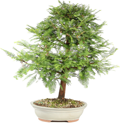 Dawn Redwood - ST8625DR-E