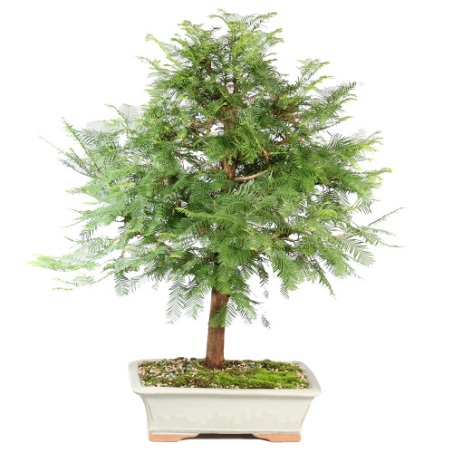 Dawn Redwood - ST8625DR-F