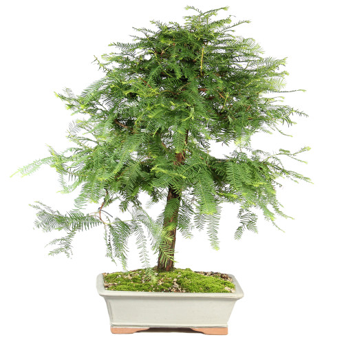 Dawn Redwood - ST8625DR-G
