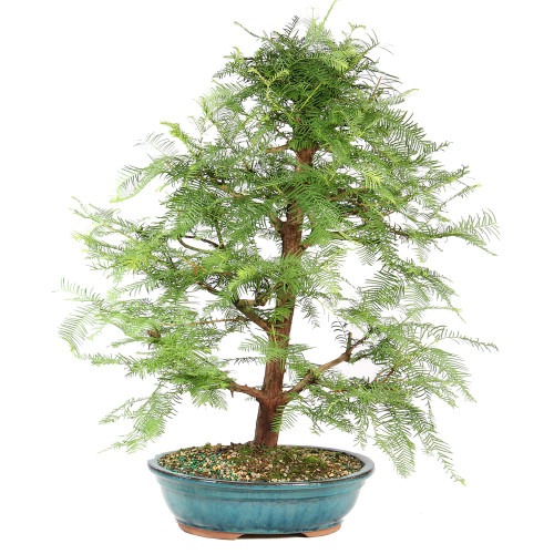 Dawn Redwood - ST8625DR-H