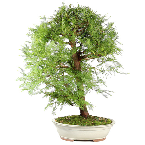 Dawn Redwood - ST8625DR-I