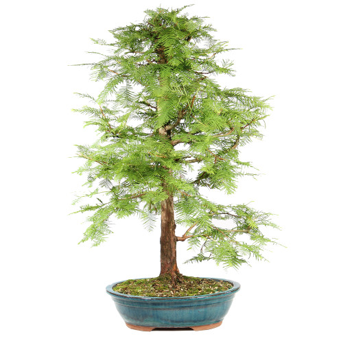 Dawn Redwood - ST8625DR-J