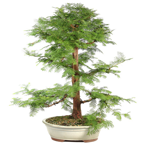 Dawn Redwood - ST8625DR-K