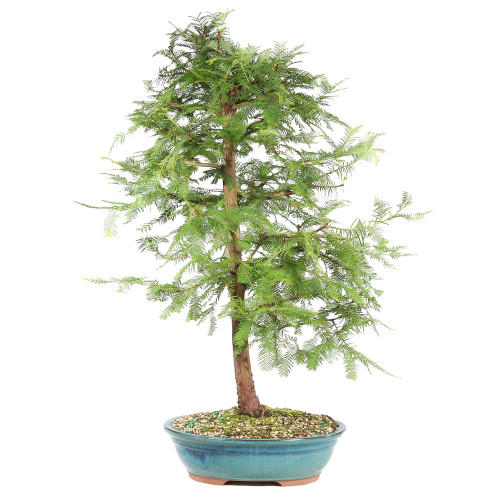 Dawn Redwood - ST8625DR-L