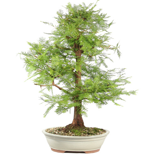 Dawn Redwood - ST8625DR-M