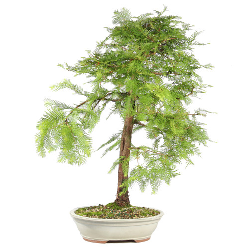 Dawn Redwood - ST8625DR-N