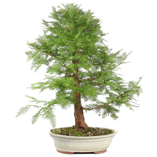 Dawn Redwood - ST8625DR-O
