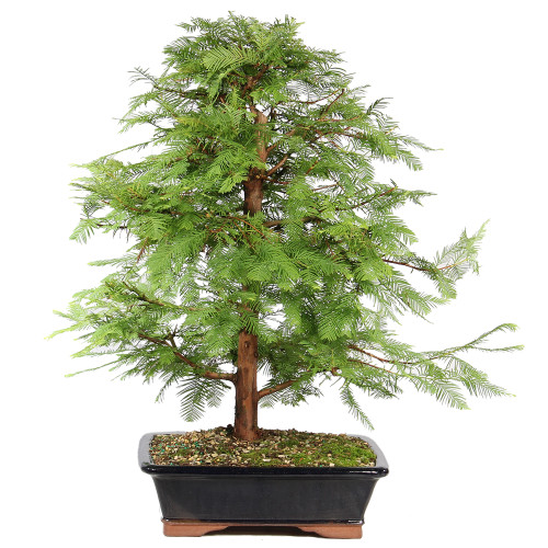 Dawn Redwood - ST8625DR-P
