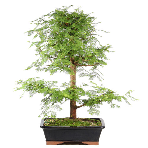Dawn Redwood - ST8625DR-Q