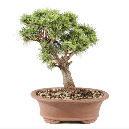 Japanese White Pine - ST8725CEP-T