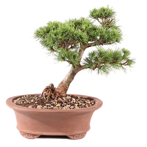 Japanese White Pine - ST8725CEP-U