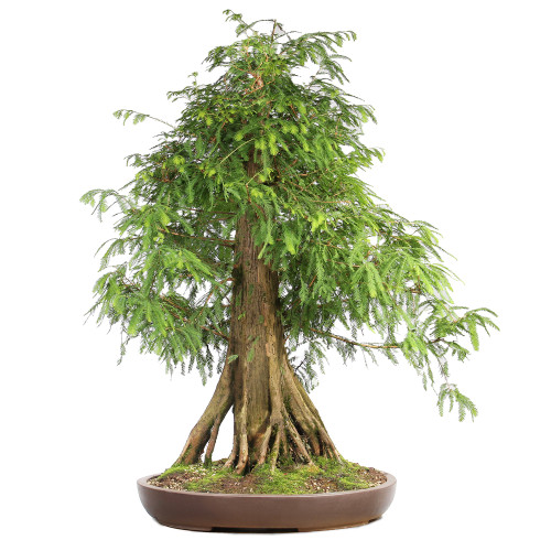 Bald Cypress - ST2424BC-D