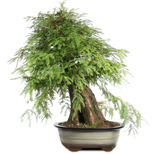 Bald Cypress - ST2424BC-G