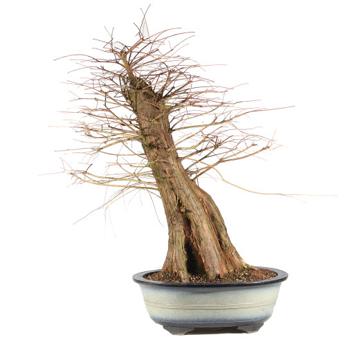 Bald Cypress - ST2424BC-G
