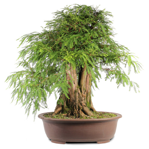 Bald Cypress - ST2424BC-H