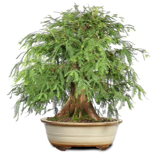 Bald Cypress - ST2424BC-J