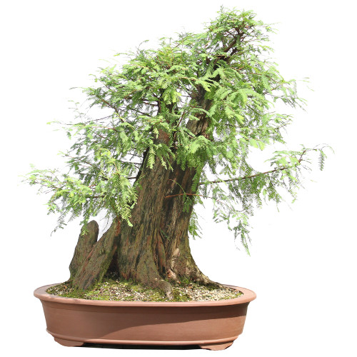 Bald Cypress - ST2424BC-K