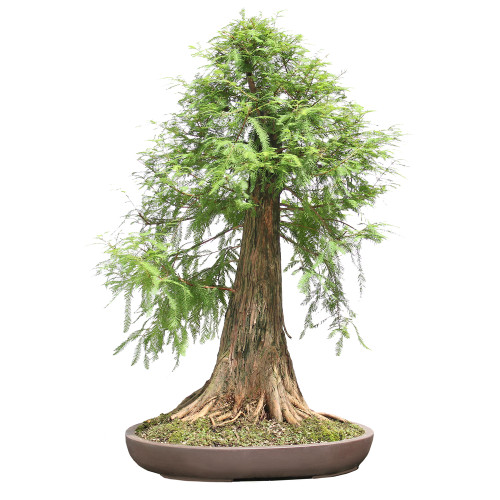 Bald Cypress - ST2424BC-M