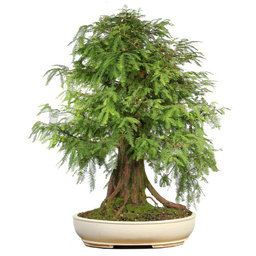 Bald Cypress - ST2424BC-N