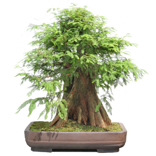 Bald Cypress - ST2424BC-O