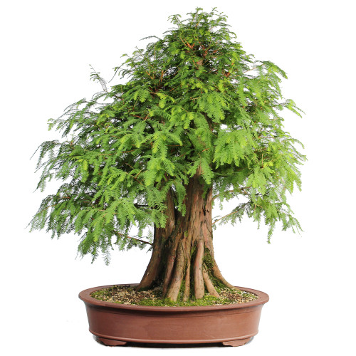 Bald Cypress - ST2424BC-P