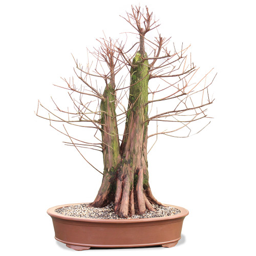 Bald Cypress - ST2424BC-P
