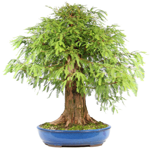 Bald Cypress - ST2424BC-Q