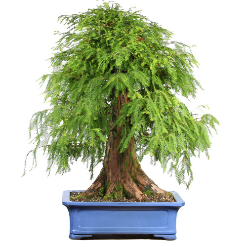 Bald Cypress - ST2424BC-S