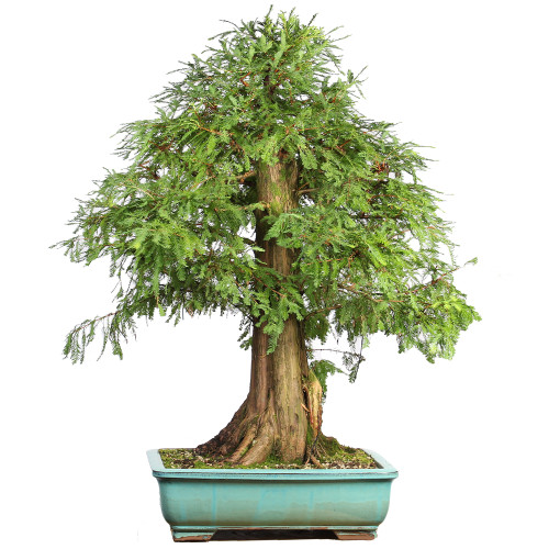 Bald Cypress - ST2424BC-T