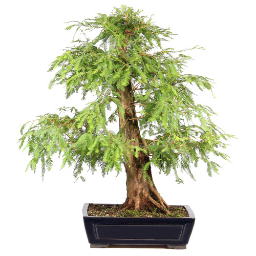 Bald Cypress - ST2424BC-V