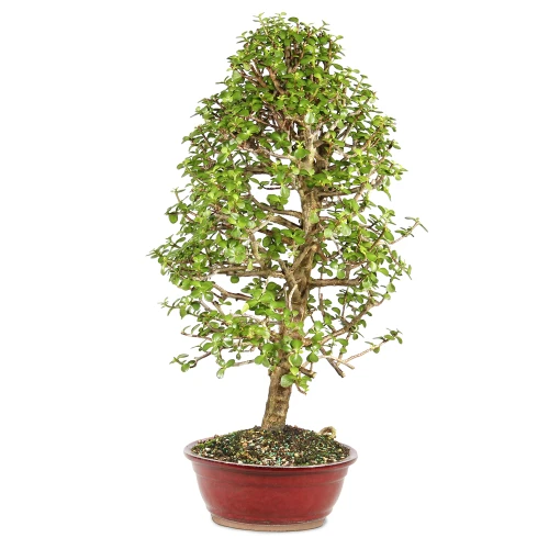 Dwarf Jade right side view 