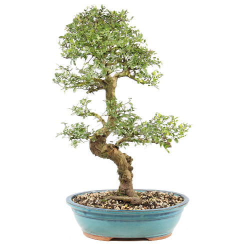 Chinese Elm - ST9025CE-F