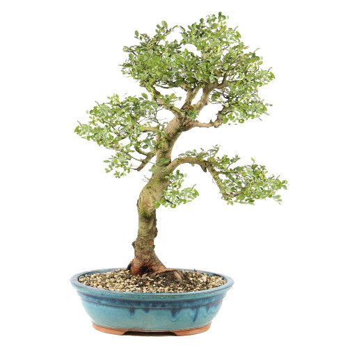 Chinese Elm - ST9125CE-A