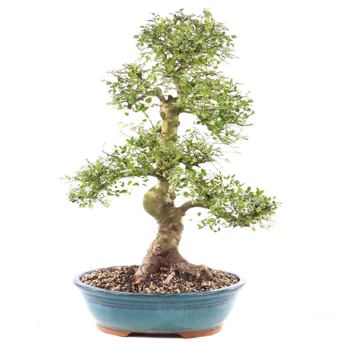 Chinese Elm - ST9125CE-B